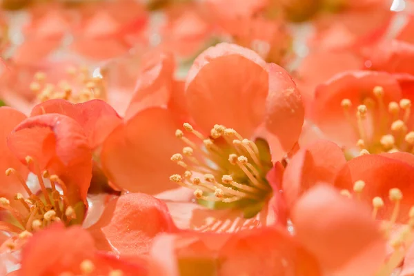 Πορτοκαλί Λουλούδι Από Κοντά Διακοσμητικό Γιαπωνέζικο Κυδώνι — Φωτογραφία Αρχείου