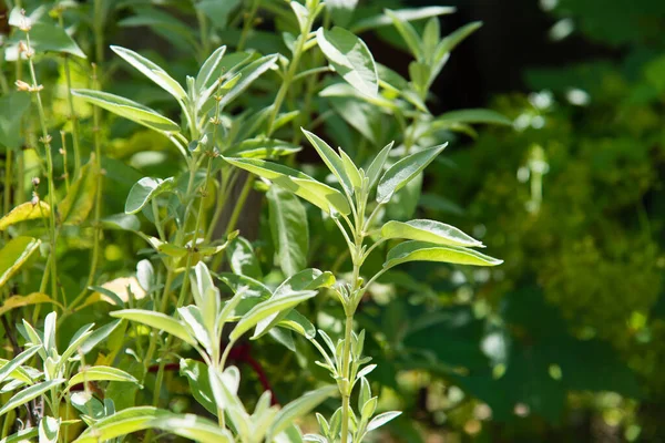 Sage Bahçede Bir Bitkidir Baharat Bitkinin Yeşil Dokulu Yaprakları — Stok fotoğraf