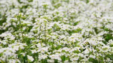 tiny white flowers of Alyssum maritimum, common name sweet alyssum or sweet alison