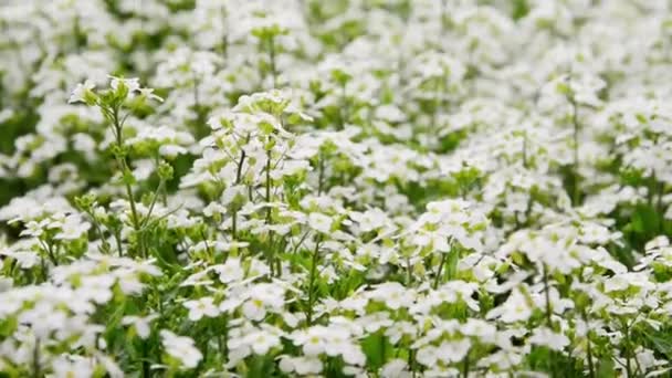 Kleine Witte Bloemen Van Alyssum Maritimum Gewone Naam Zoete Alyssum — Stockvideo