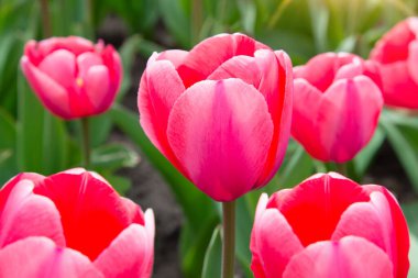 Pembe laleler bahçede güneş ışığı altında çiçek açar..