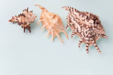 Mavi arkaplandaki çeşitli kabuklardan çerçeve. Pastel arka planda deniz kabukları ve mercanlar. tatil konsepti. Düz yatıyordu. Üst görünüm.