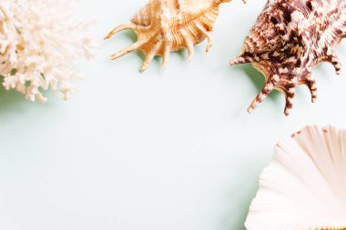  Mavi arkaplandaki çeşitli kabuklar. Pastel arka planda deniz kabukları ve mercanlar. tatil konsepti. Düz yatıyordu. Üst görünüm.