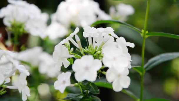 Zahradní Flox Phlox Paniculata Živé Letní Květiny Kvetoucí Větve Floxu — Stock video