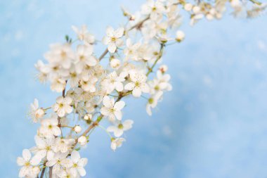 Kiraz çiçekleri, ilkbaharda güzel beyaz çiçekler arka plan için güneşli bir gün veya metin için kopyalama alanı
