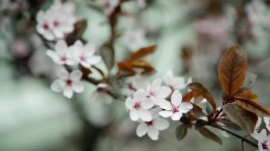 Bahar çiçeği ağacı, sakura, Japon kirazı, pembe çiçek yapraksız çiçekler, arka plan, seçici odak, sığ alan derinliği
