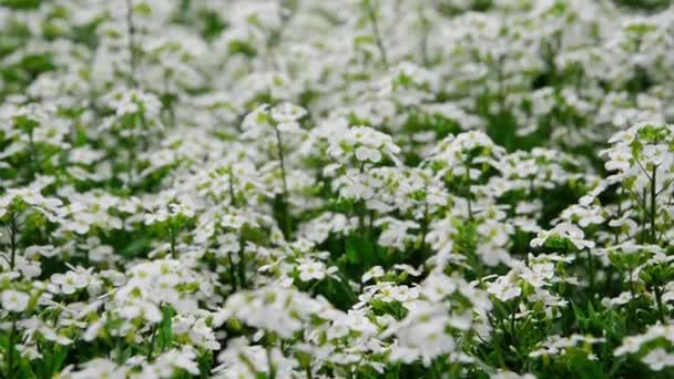 Tiny White Flowers Alyssum Maritimum Common Name Sweet Alyssum Sweet — Vídeo de Stock