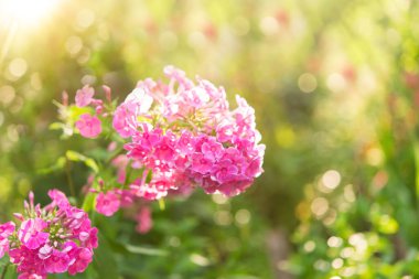 Plox (Phlox paniculata), canlı yaz çiçekleri. Güneşli bir günde bahçede çiçek açan fenomen dalları. Yumuşak bulanık seçici odak.