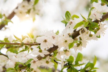 Kiraz çiçekleri, ilkbaharda güzel beyaz çiçekler arka plan için güneşli bir gün veya metin için kopyalama alanı