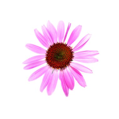 Echinacea purpurea flower close up isolated on white backgrounds. Medical plant, top view.