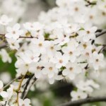 Cherry blossoms, beautiful white flowers in spring sunny day for background or copy space for text