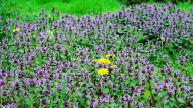 Bahçede mor çiçekli şifalı prunella vulgaris. Geleneksel olmayan bitkisel tıp, homeopati ve kozmetolojide kullanışlı bir bitki.