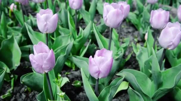 Fialové Tulipány Kvetou Pod Slunečním Svitem Zahradě — Stock video
