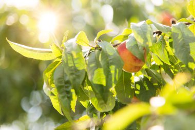 Ağacın dallarında sallanan olgun şeftaliler.