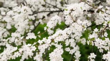 Cherry blossoms, beautiful white flowers in spring sunny day for background