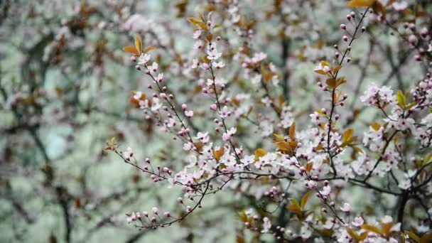 Весеннее Цветущее Дерево Сакура Японская Вишня Розовый Цветок Цветы Листьев — стоковое видео