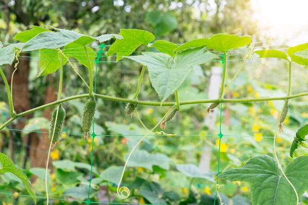 Green fresh cucumbers hang on a plant in the field. Growing vegetables in the garden