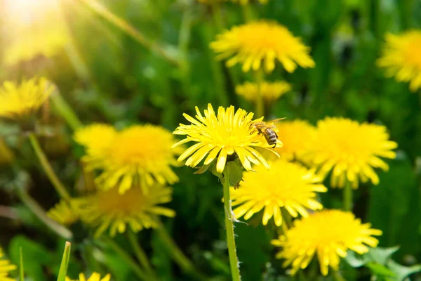 蒲公英在绿色的草地上 蜜蜂采集花粉和蜂蜜 — 图库照片
