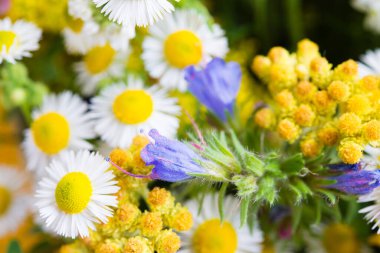 beautiful background of bright wildflowers