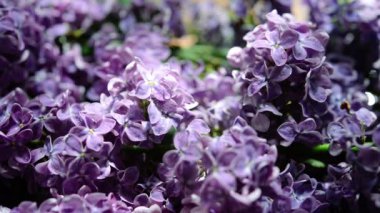 Macro  of spring soft violet lilac flowers, natural seasonal floral background.