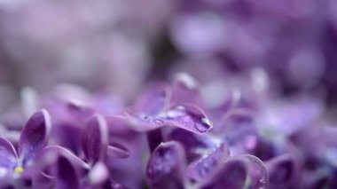 Macro  of spring soft violet lilac flowers, natural seasonal floral background.