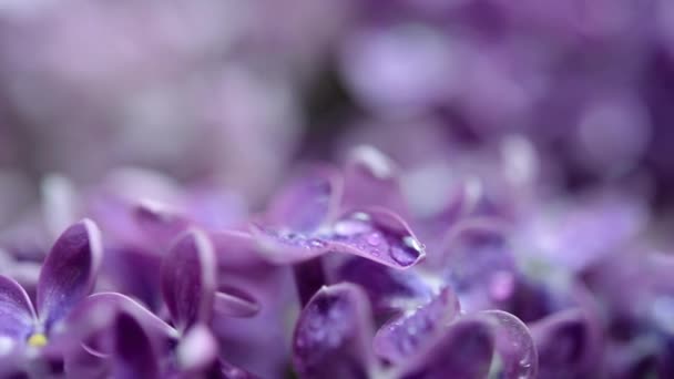 Macro Spring Soft Violet Lilac Flowers Natural Seasonal Floral Background — Stock video