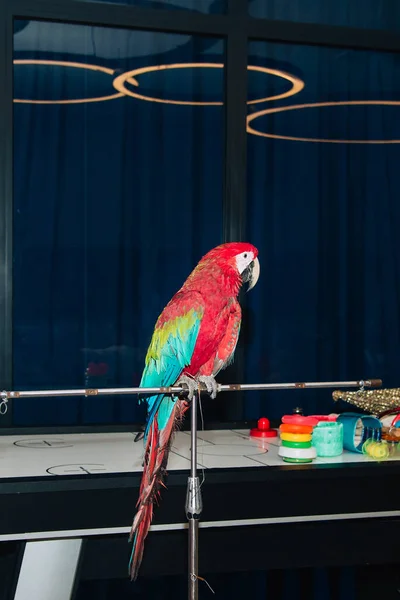 Red Blue Macaw Ara Sitting Bar Indoors 로열티 프리 스톡 사진
