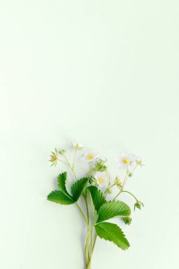 spring white flowers (strawberry flower) on plain paper background