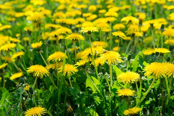 Jasne Piękne Tło Żółtych Kwiatów Mniszka Lekarskiego — Zdjęcie stockowe