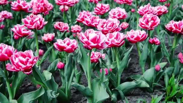 Różowe Tulipany Kwitną Ogrodzie — Wideo stockowe