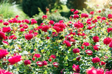 Rose flowers on the background of blurred red roses flower in rose garden. Nature.