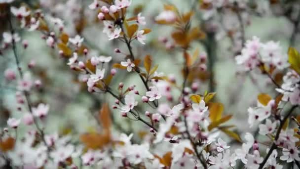 Bahar Çiçeği Ağacı Sakura Japon Kirazı Pembe Çiçek Yapraksız Çiçekler — Stok video