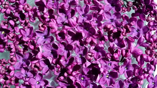 Макроизображение Весенних Мягких Фиолетовых Цветов Сирени Натуральный Сезонный Цветочный Фон — стоковое видео