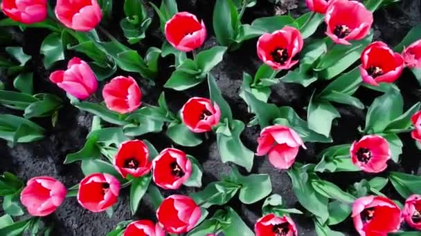 Pink Tulips Bloom Sunshine Garden Tulip Flowers Park Spring Season — Stock video
