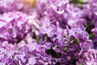Bahar ayının makro görüntüsü yumuşak mor leylak çiçekleri, doğal mevsimlik çiçek arkaplanı.