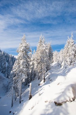 Snow covered trees in the mountains. Picturesque winter scene. Magic winter forest. Natural landscape with beautiful sky. Happy New Year!