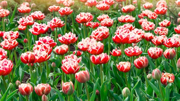 Pink tulips bloom under sunshine in the garden. tulip flowers in park, spring season