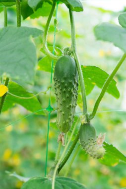 Yeşil taze salatalıklar tarladaki bir bitkiye tutunuyorlar. Bahçede sebze yetiştiriyor.