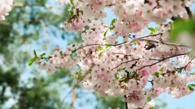 Spring tree with pink flowers. Spring border or background art with pink blossom. Beautiful nature scene with blossoming tree and sunlight.