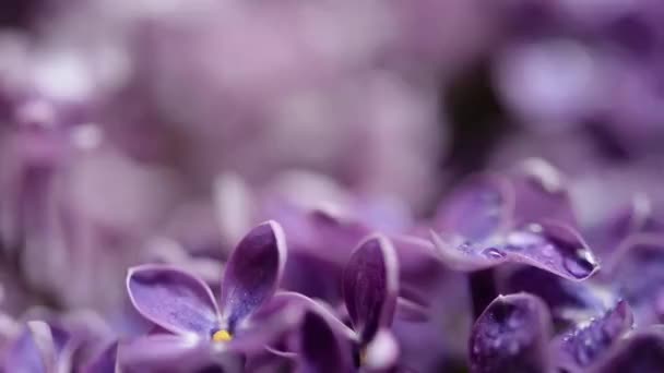 Makro Obraz Jarní Měkké Fialové Květy Šeříku Přírodní Sezónní Květinové — Stock video