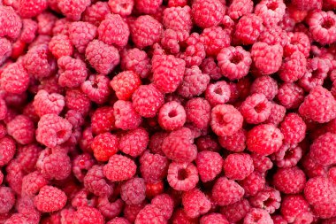 Ahududu arka planı. Taze kırmızı böğürtlen olgun ahududu.