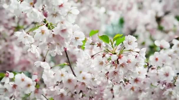 ピンクの花と春の木 ピンクの花と春の国境や背景アート 開花木と太陽の光で美しい自然シーン — ストック動画