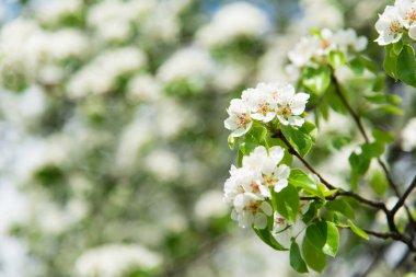 Spring apple tree with white flowers. Spring border or background art with white flowers. Beautiful nature with a blooming tree and sunlight.