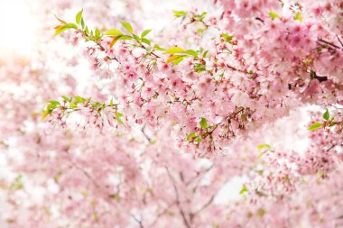 Spring tree with pink flowers. Spring border or background art with pink blossom. Beautiful nature scene with blossoming tree and sunlight.