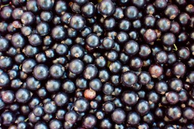 Blackcurrant background. Fresh round berries of ripe currant