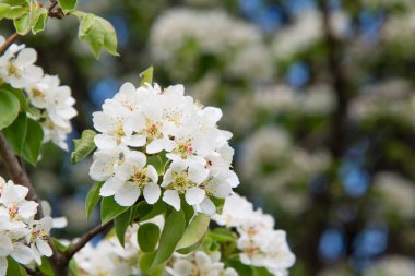 Spring apple tree with white flowers. Spring border or background art with white flowers. Beautiful nature with a blooming tree and sunlight.