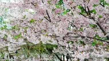 Spring tree with pink flowers. Spring border or background art with pink blossom. Beautiful nature scene with blossoming tree and sunlight.