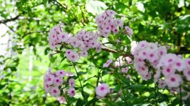 Plox (Phlox paniculata), canlı yaz çiçekleri. Güneşli bir günde bahçede çiçek açan fenomen dalları. Yumuşak bulanık seçici odak.
