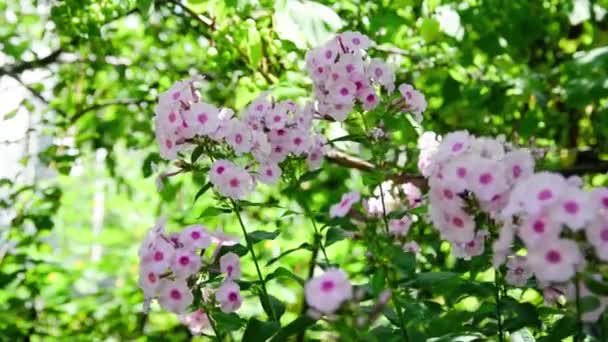 Садовая Флокс Phlox Paniculata Яркие Летние Цветы Цветущие Ветви Флокса — стоковое видео