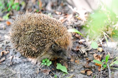 beautiful hedgehog in natural habitat outdoors in nature.